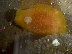 Doriopsilla albopunctata