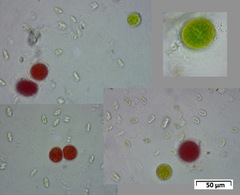 Haematococcus lacustris