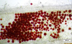 Haematococcus lacustris