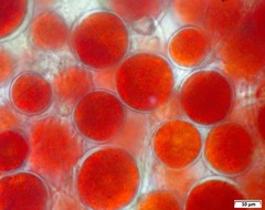 Haematococcus lacustris