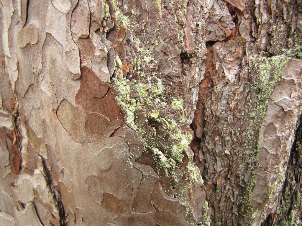 Chrysothrix flavovirens