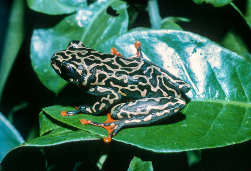 Riggenbach's Reed Frog, Hyperolius riggenbachi
