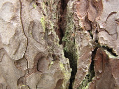 Chrysothrix flavovirens