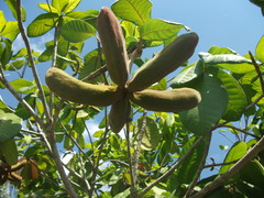 Sterculia shillinglawii