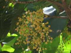 Sterculia shillinglawii
