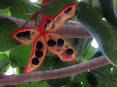 Sterculia shillinglawii