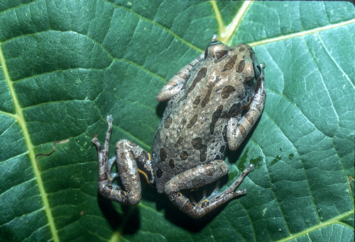 Decorated Running Frog, Kassina decorata