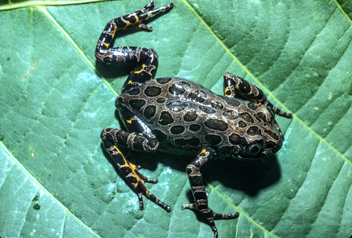Marbled Running Frog