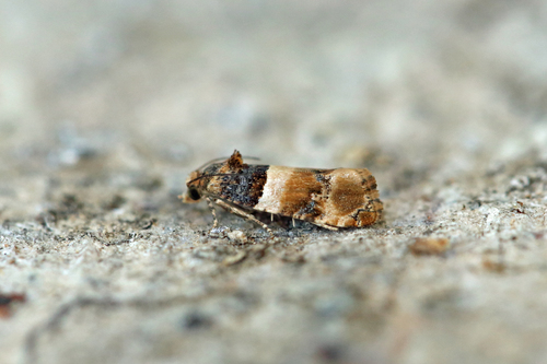 Lobesia bicinctana