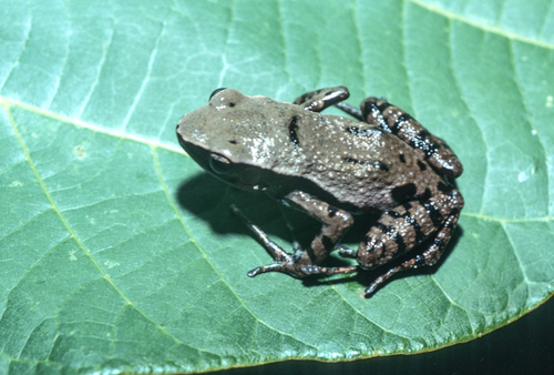 Highland Long-fingered Frog, Cardioglossa venusta