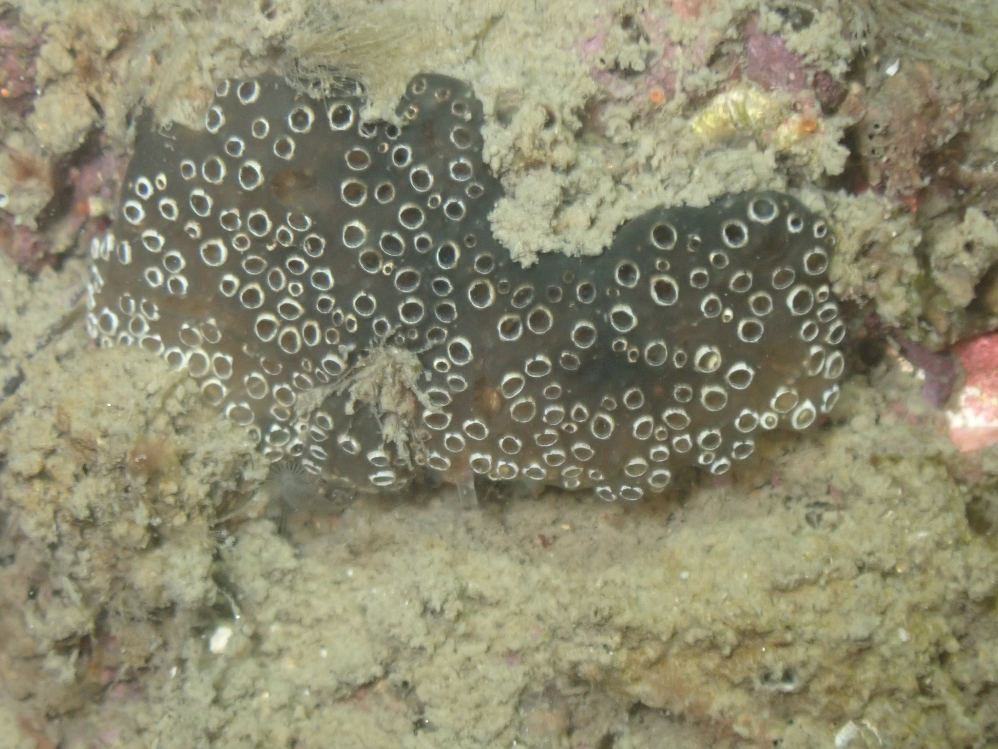 Distaplia bermudensis Van Name, 1902