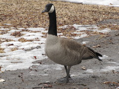 Branta canadensis