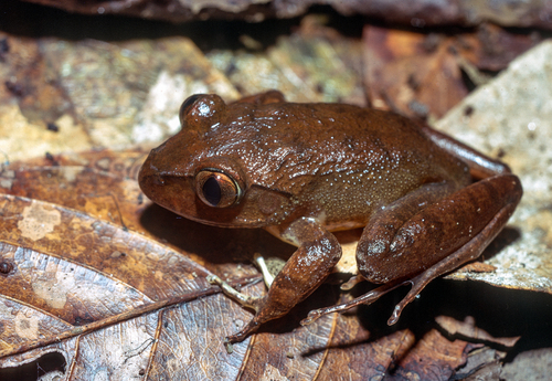 Perret's Night Frog, Astylosternus perreti