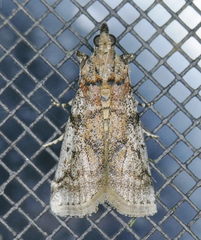 Amyelois transitella