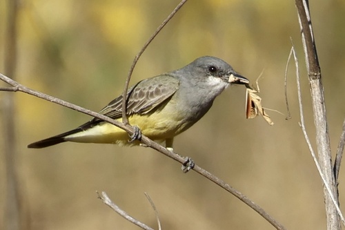 Cassin's Kingbird, Burbank Blvd, Los Angeles, CA, US, photo 9 of 10
