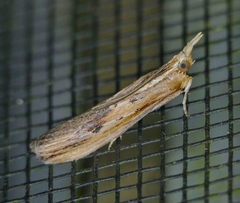 Ancylostomia stercorea