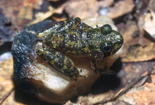 Perret's Water Frog, Petropedetes perreti