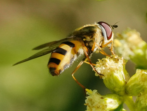 Unknown species found near South OCO, OR, USA