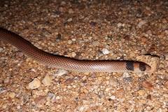 Brachyurophis incinctus