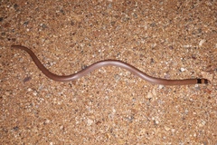 Brachyurophis incinctus