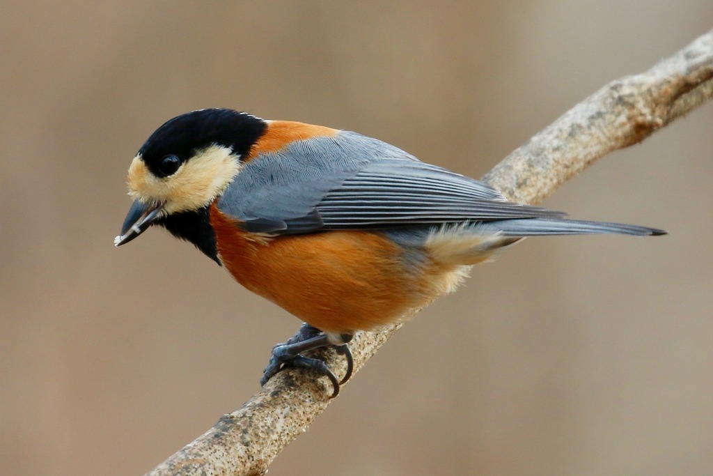 Varied Tit (Sittiparus varius) photo