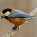 Sittiparus varius - Photo (c) Bird Explorers, μερικά δικαιώματα διατηρούνται (CC BY-NC), uploaded by Bird Explorers