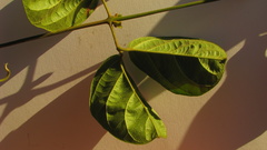 Amphilophium scabriusculum