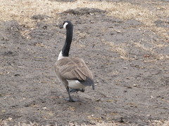 Branta canadensis