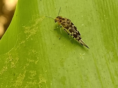 Glipa malaccana