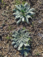 Echium glomeratum