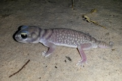 Southern Knob-Tailed Gecko photo 3