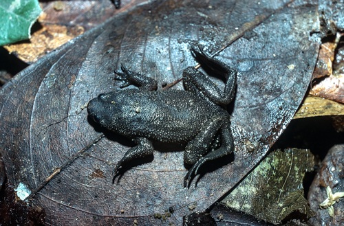 Zaire Dwarf Clawed Frog