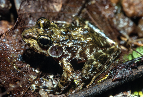 Newton's Water Frog