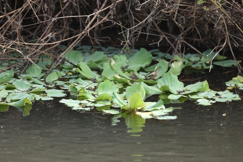 Pistia stratiotes observed 2025-10-18