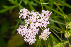 Pimpinella major