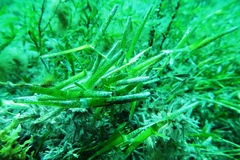 Amphibolis griffithii