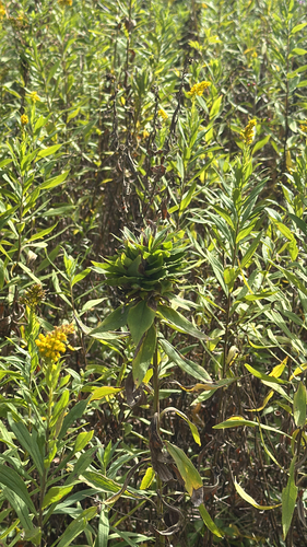 Unknown species found near Pennington, NJ, US