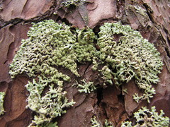 Hypogymnia farinacea