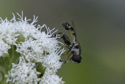 Unknown species found near Silver Spring, MD, USA