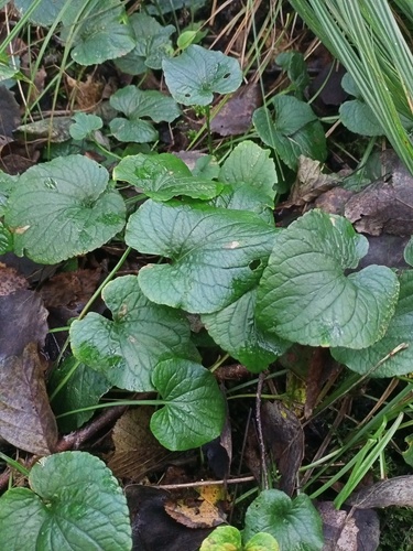 bog violet