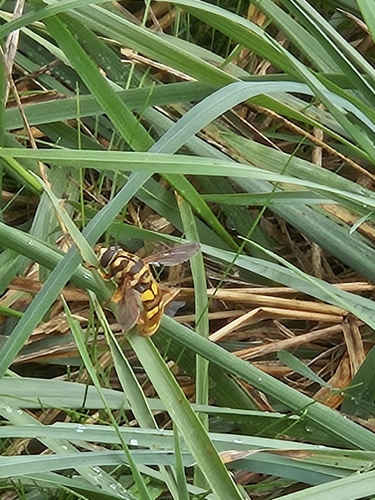 Unknown species found near Washington Township, MO, USA