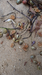 Paropsisterna bimaculata