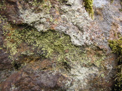 Lecanora epanora