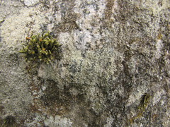 Lecanora polytropa