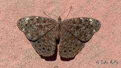 Hamadryas atlantis lelaps