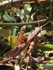Stenocatantops angustifrons