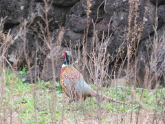 Phasianus colchicus karpowi