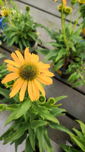 Unknown species found near Acworth, GA 30101, USA