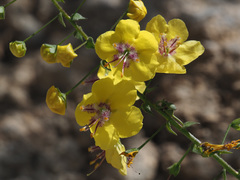 Verbascum arcturus