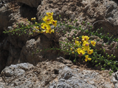 Verbascum arcturus